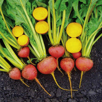 Beet Touchstone Gold Seed