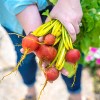 Beet Touchstone Gold Seed