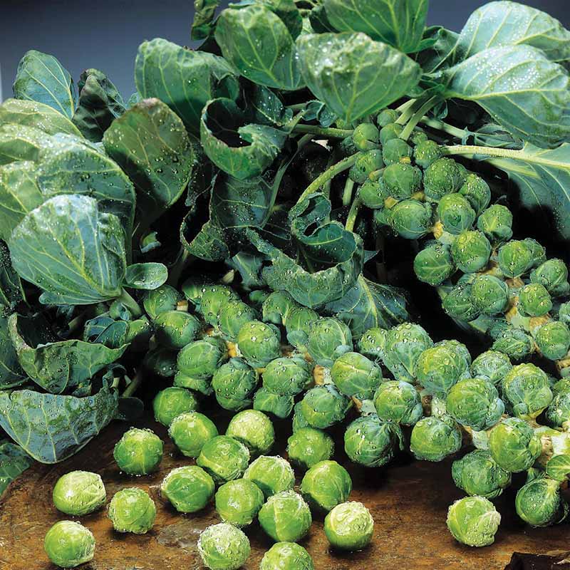 Brussels Sprouts Jade Cross F1 Seed