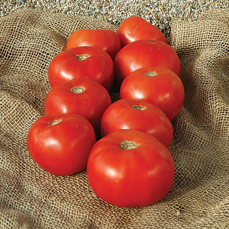 Tomato Mountain Majesty F1 Live Plants