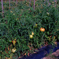 Tomato Mountain Majesty F1 Seed