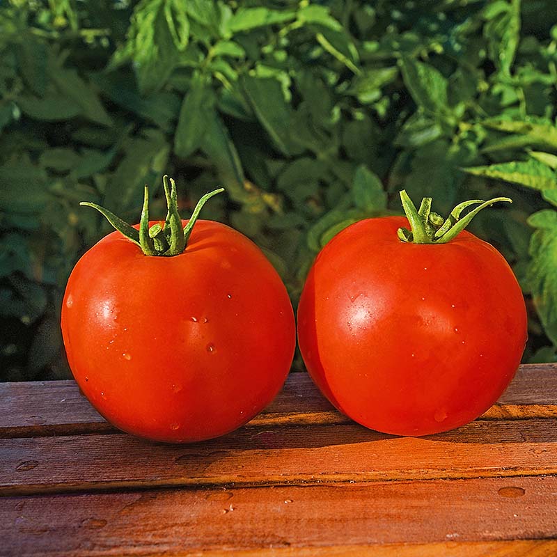 Tomato Mountain Majesty F1 Seed