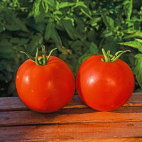 Tomato Mountain Majesty F1 Live Plants