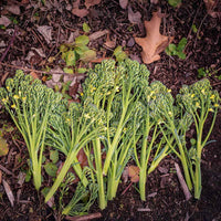 Broccoli Aspabroc F1 Seed