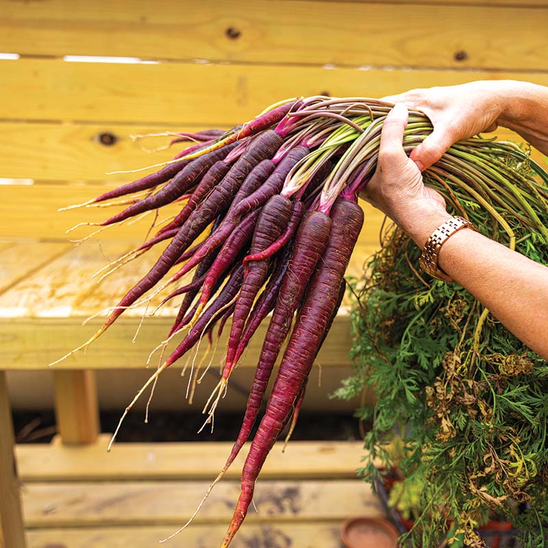 Carrot Purple Haze F1 Seed