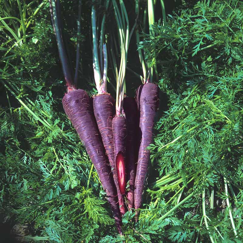 Carrot Purple Haze F1 Seed