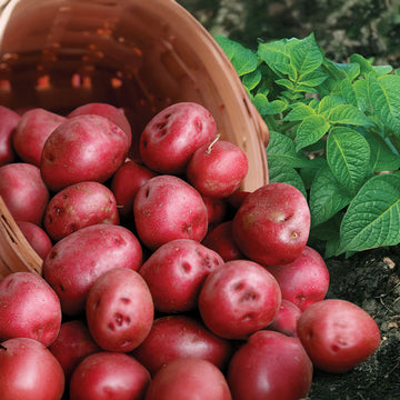 Potato Red Pontiac