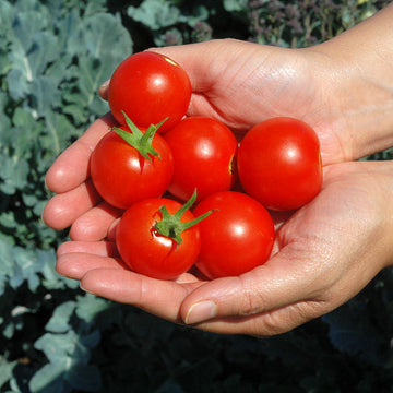 Tomato Mountain Magic F1 Seed