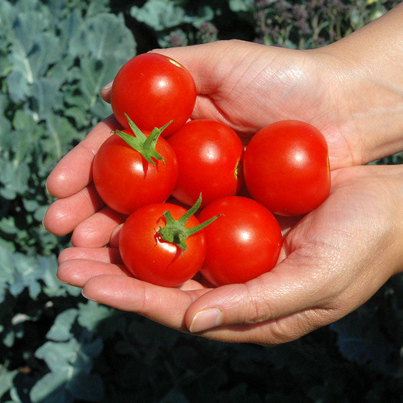 Tomato Mountain Magic F1 Live Plants