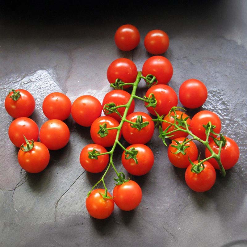 Tomato Mountain Magic F1 Live Plants