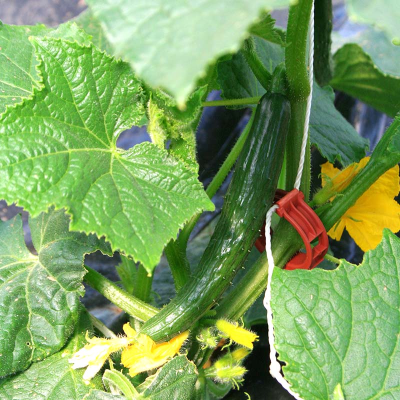 Cucumber Taurus F1 Seed