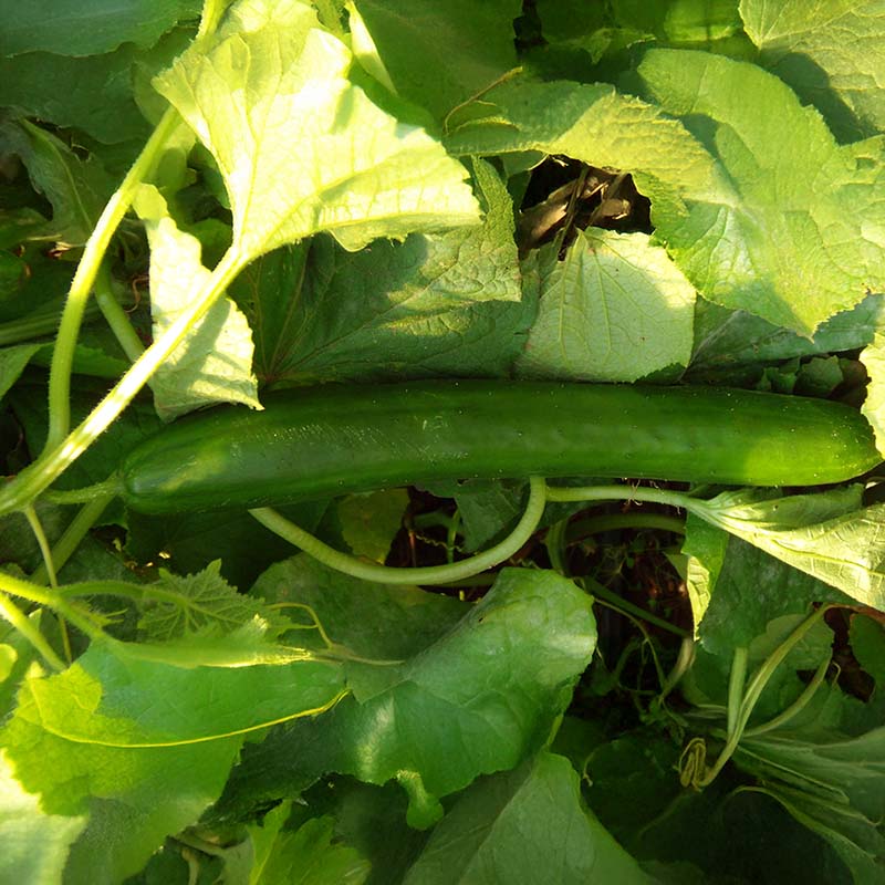 Cucumber Taurus F1 Seed