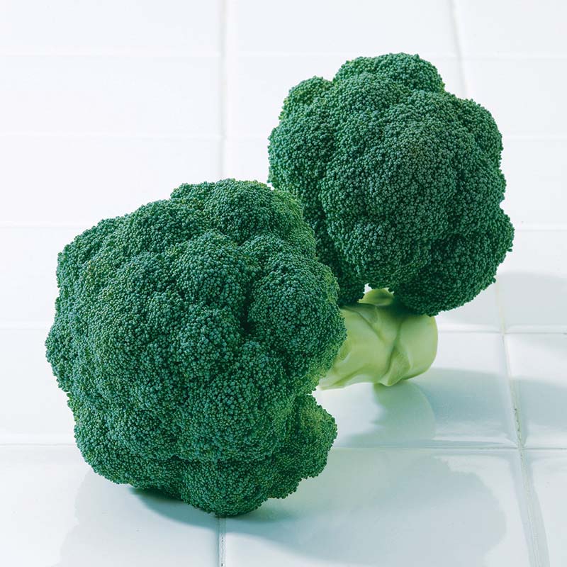 Broccoli Imperial F1 Seed