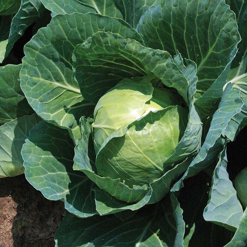 Cabbage Quick Start F1 Seed