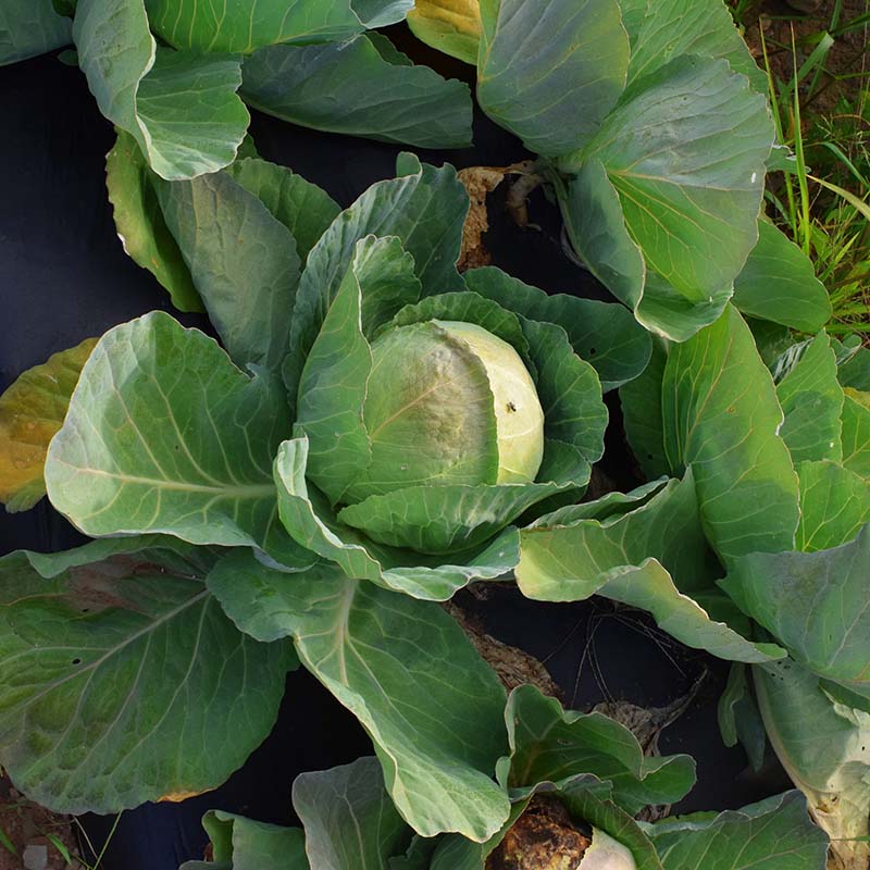 Cabbage Quick Start F1 Seed