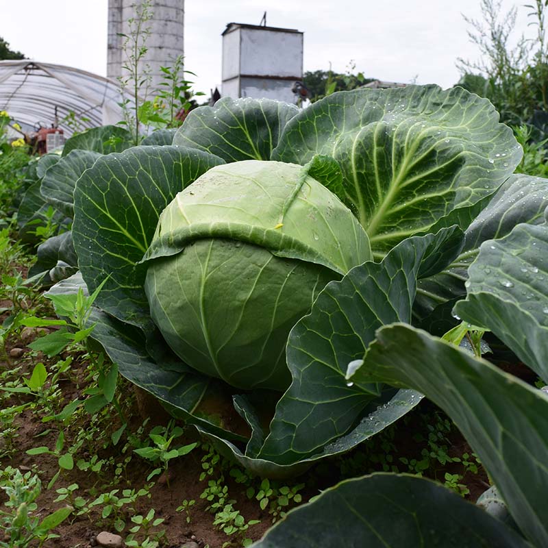 Cabbage Quick Start F1 Seed