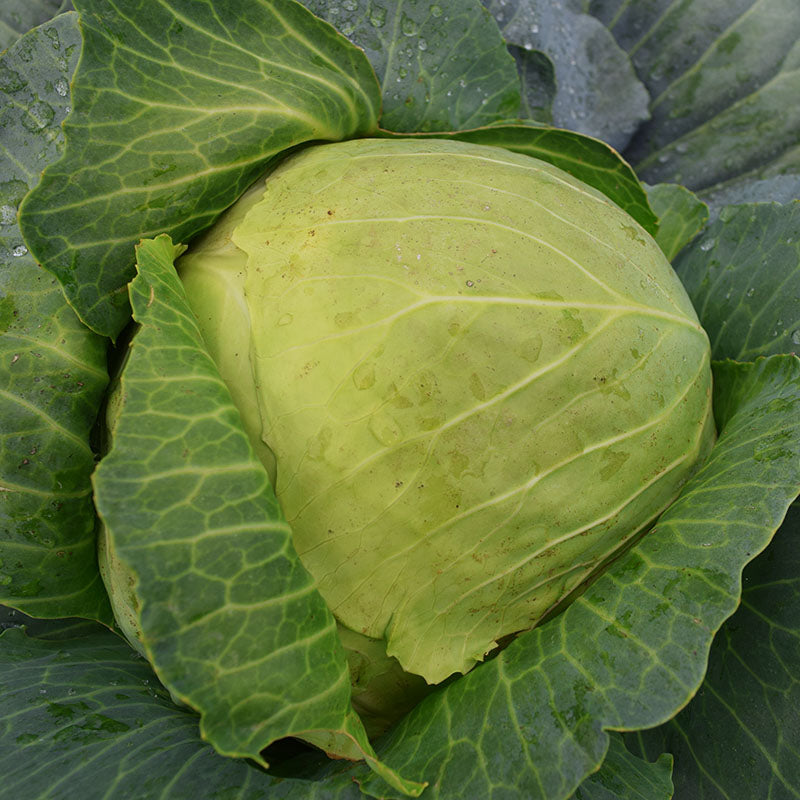 Cabbage Quick Start F1 Seed