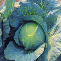 Cabbage Deuce F1 Seed