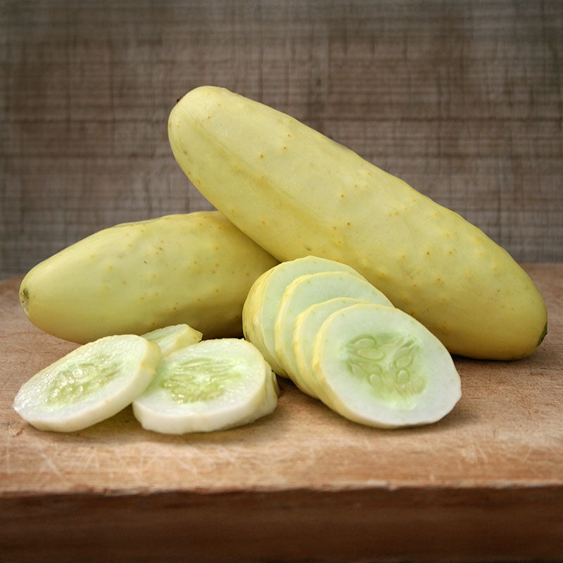 Cucumber Silver Slicer Seed