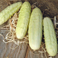 Cucumber Silver Slicer Seed