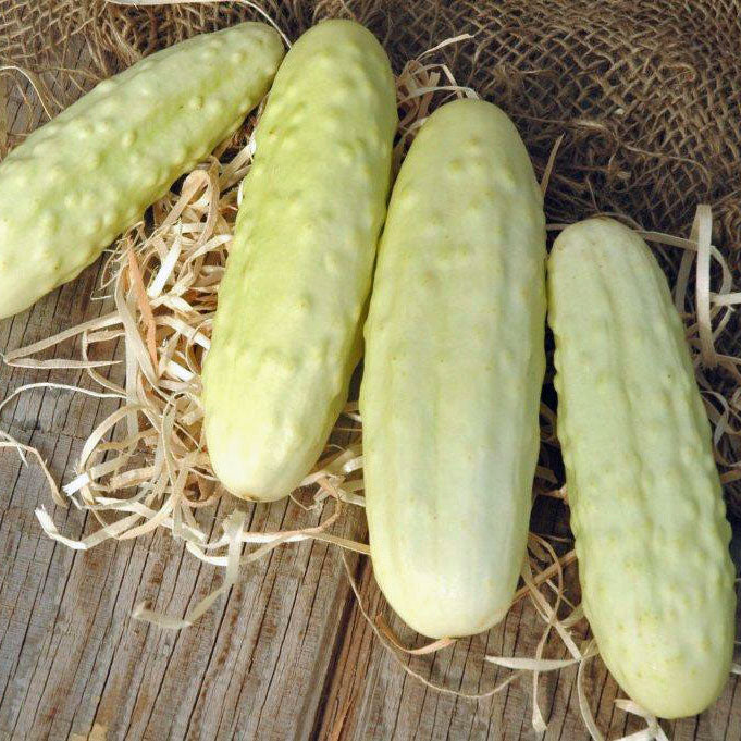Cucumber Silver Slicer Seed