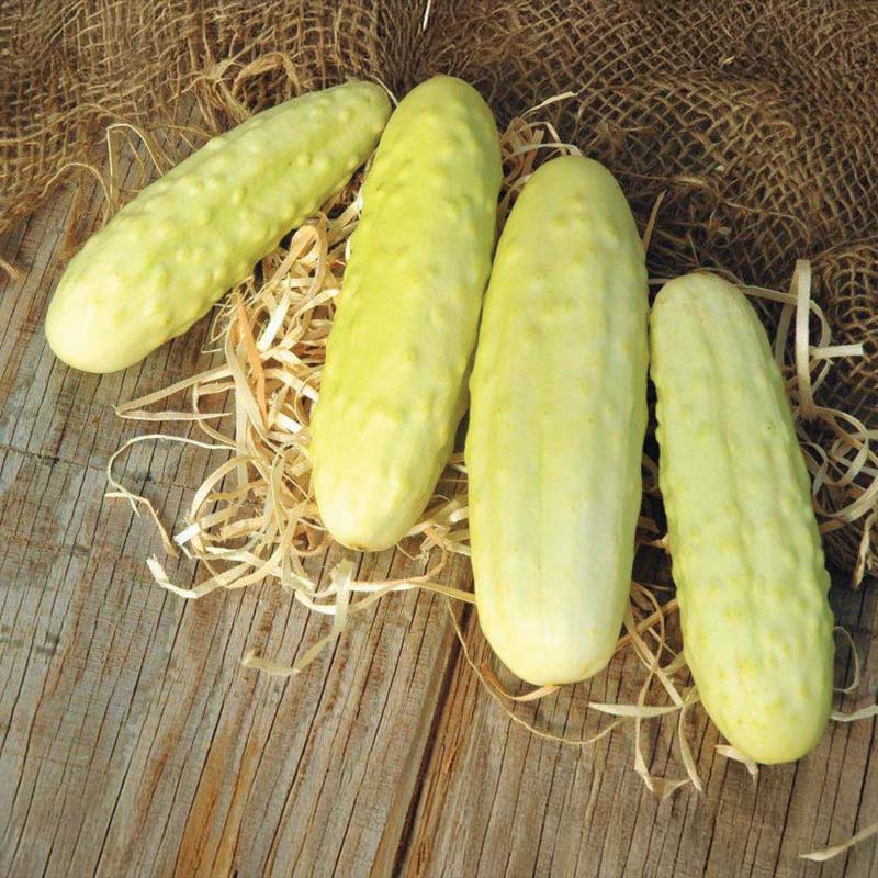 Cucumber Silver Slicer Seed