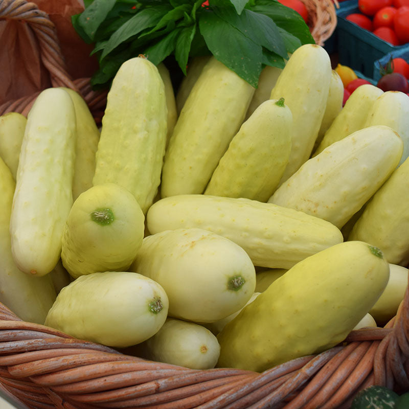 Cucumber Silver Slicer Seed