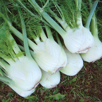 Fennel Preludio F1 Organic Seed