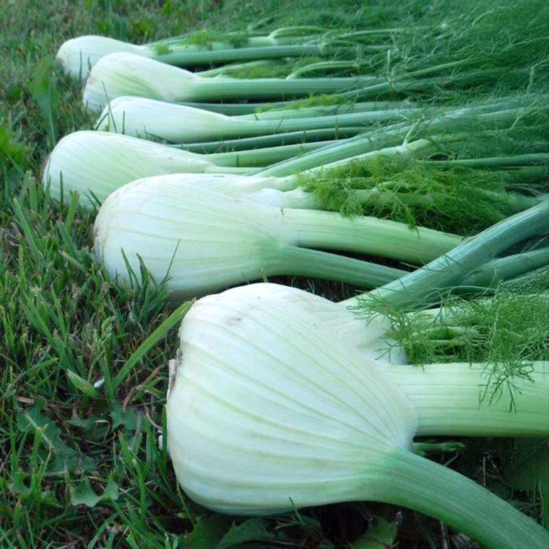 Fennel Preludio F1 Organic Seed