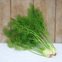 Fennel Preludio F1 Organic Seed