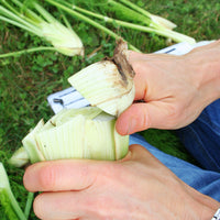 Fennel Preludio F1 Organic Seed