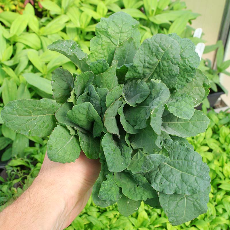 Kale Black Magic Seed