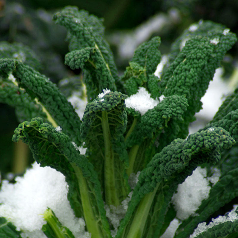 Kale Black Magic Seed