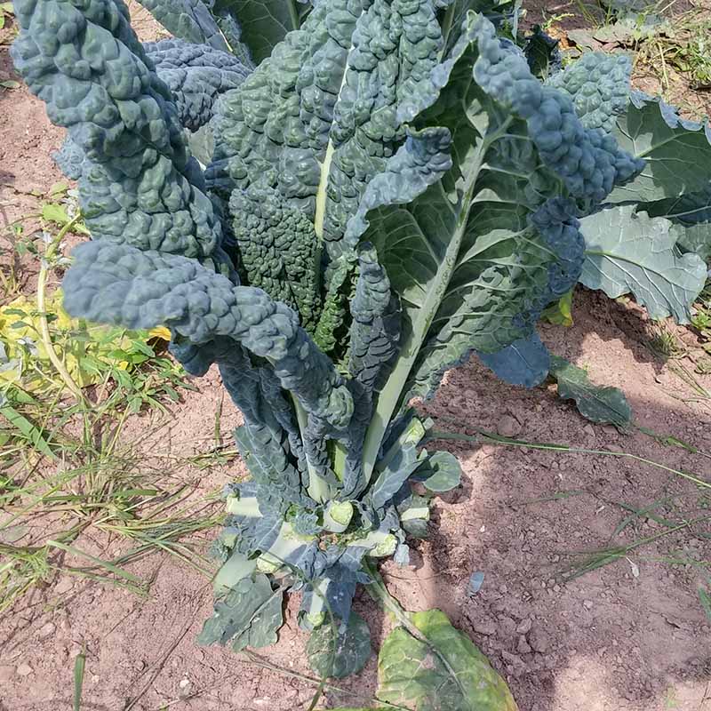 Kale Black Magic Seed