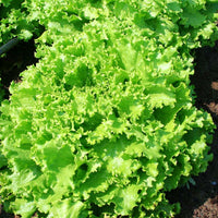 Lettuce Bergam's Green MTO Seed