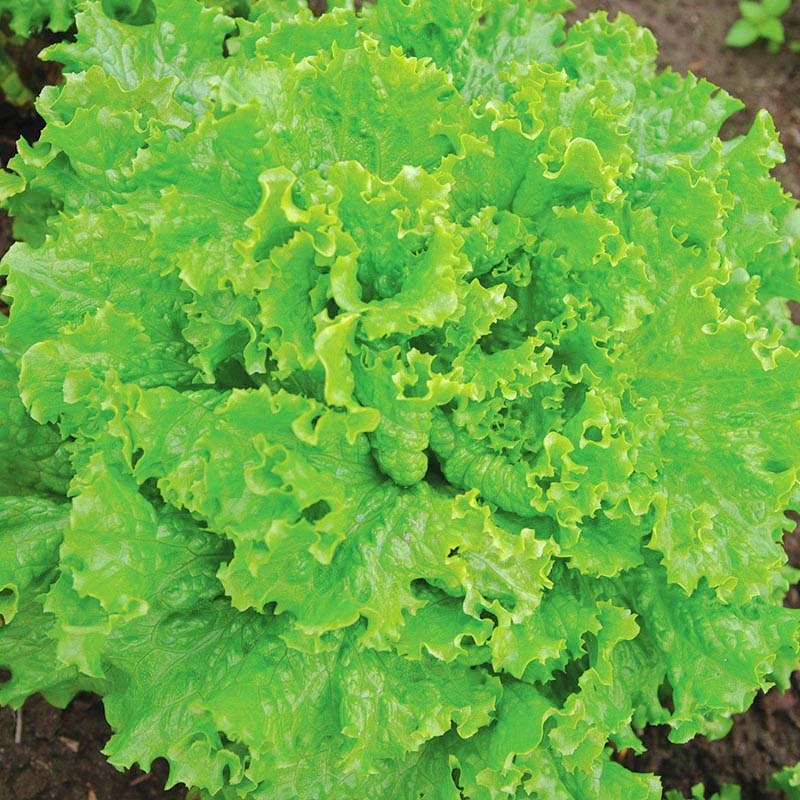 Lettuce Bergam's Green MTO Seed