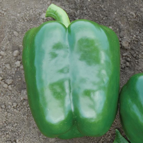 Pepper PS09941819 F1 Seed