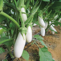 Eggplant Snowy Organic Seed