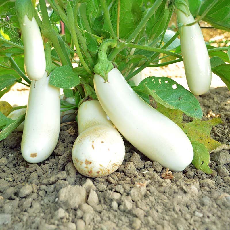 Eggplant Snowy Organic Seed