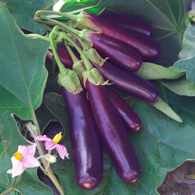 Eggplant Hansel F1 Seed