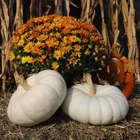 Pumpkin Flat White Boer Ford Seed