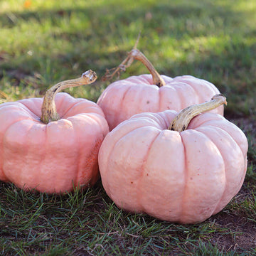 Pumpkin Porcelain Doll F1 Seed