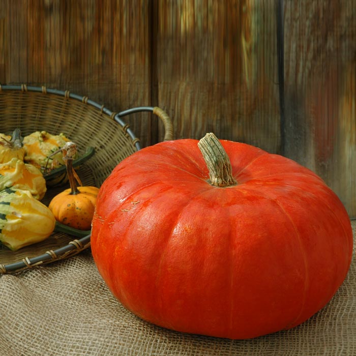 Pumpkin Rouge Vif D'Etampes Seed