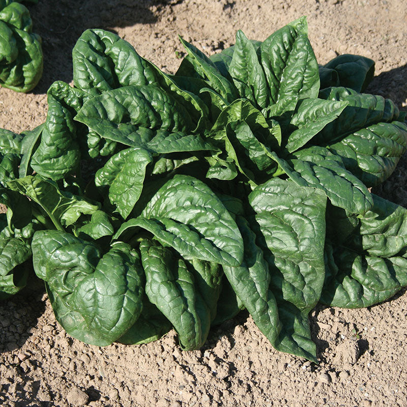 Spinach SV2157VB F1 Seed