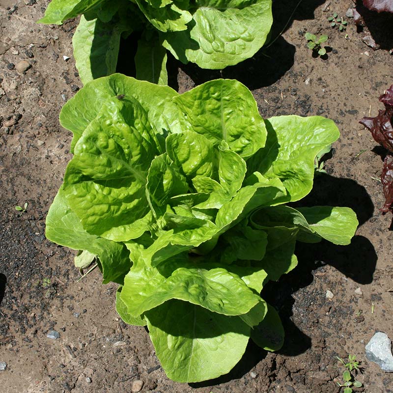 Lettuce Super Jericho MTO Seed