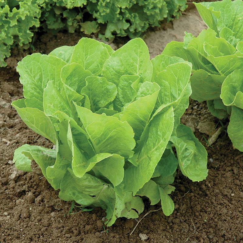 Lettuce Super Jericho MTO Seed