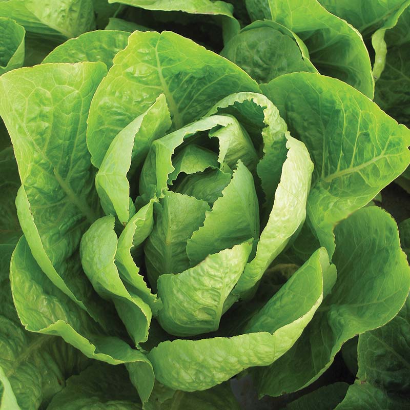 Lettuce Super Jericho MTO Seed