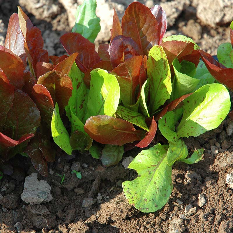 Lettuce Colored Romaine Blend Seed