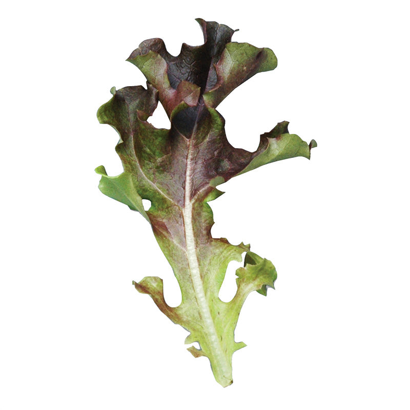 Lettuce Danyelle Seed