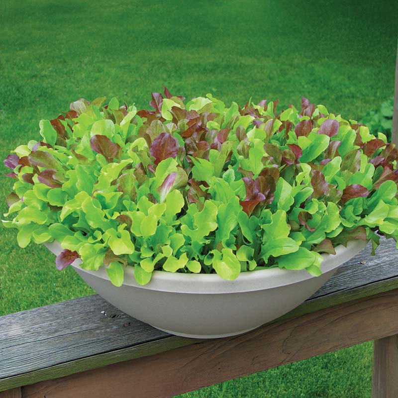 Lettuce Harris' Blend Seed